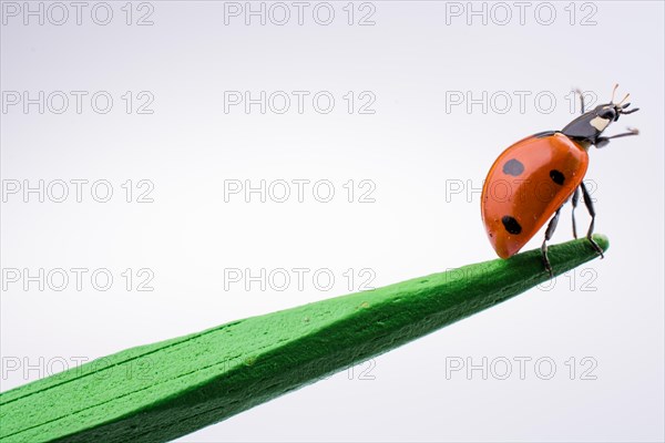 Beautiful photo of red ladybug walking on a wooden stick