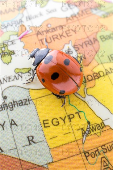 Ladybug walking on a little colorful model globe