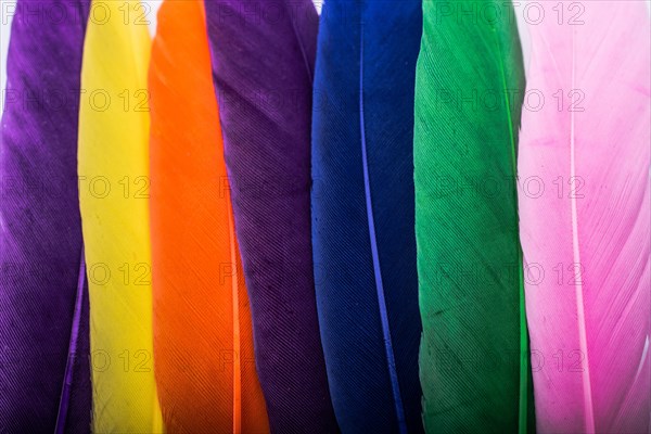 Studio shot photo of colored bird feathers as texture background