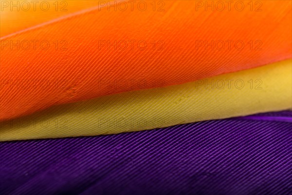 Studio shot photo of colored bird feathers as texture background