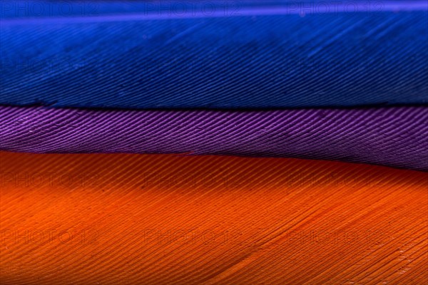 Studio shot photo of colored bird feathers as texture background