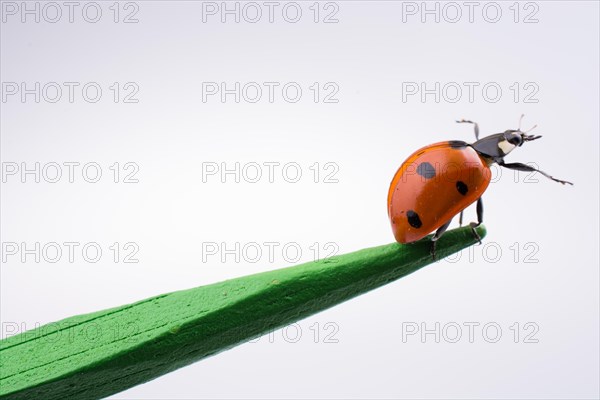 Beautiful photo of red ladybug walking on a wooden stick