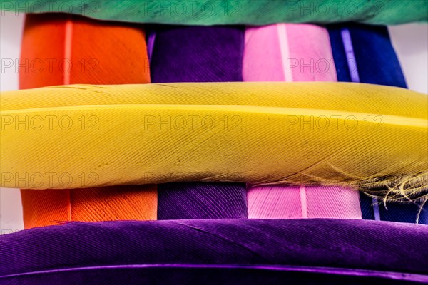 Studio shot photo of colored bird feathers as texture background