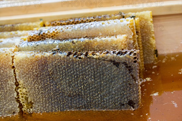 Sweet fresh honey in the sealed comb frame