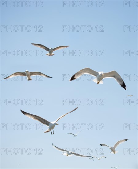 Flock of seagulls skying in the sky