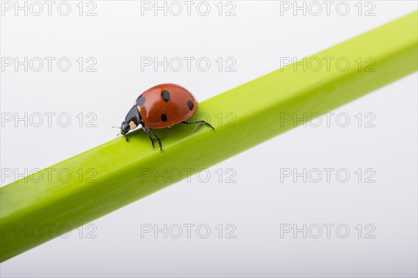 Beautiful photo of red ladybug walking on a wooden stick