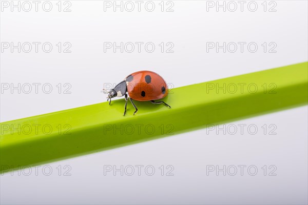 Beautiful photo of red ladybug walking on a wooden stick