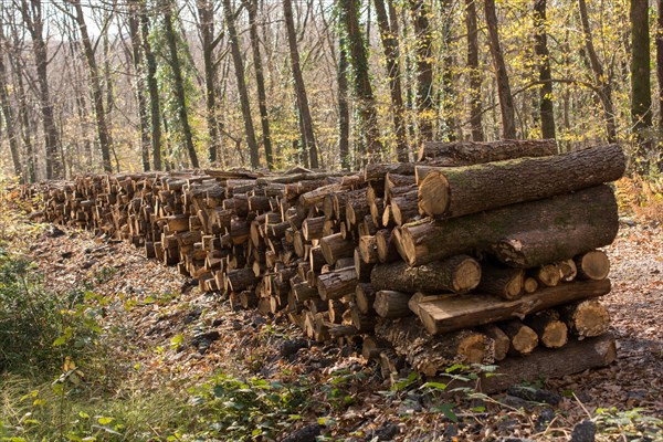 Stack of tree trunks piled up wood logs in forest