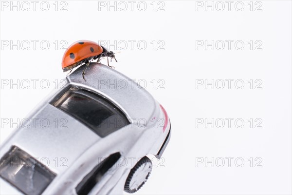 Beautiful photo of red ladybug walking on a model car