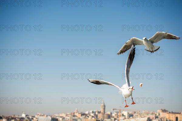 Pair of seagulls are flying in a sky as a background
