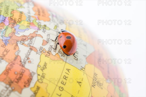 Ladybug walking on a little colorful model globe