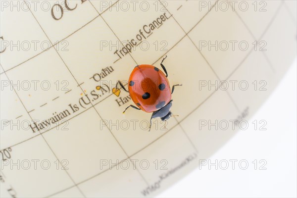 Ladybug walking on a little colorful model globe