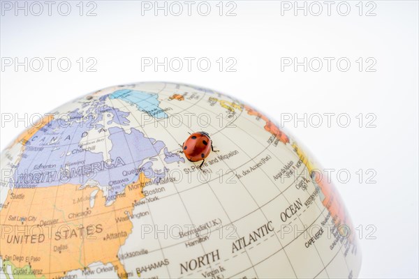 Ladybug walking on a little colorful model globe