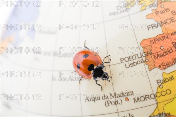 Ladybug walking on a little colorful model globe