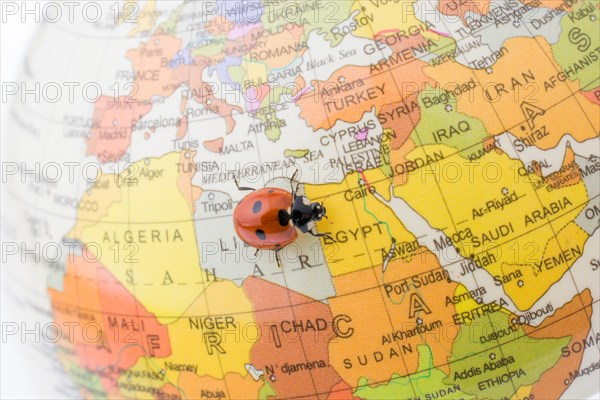 Ladybug walking on a little colorful model globe