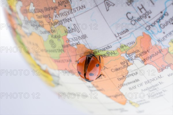 Ladybug walking on a little colorful model globe