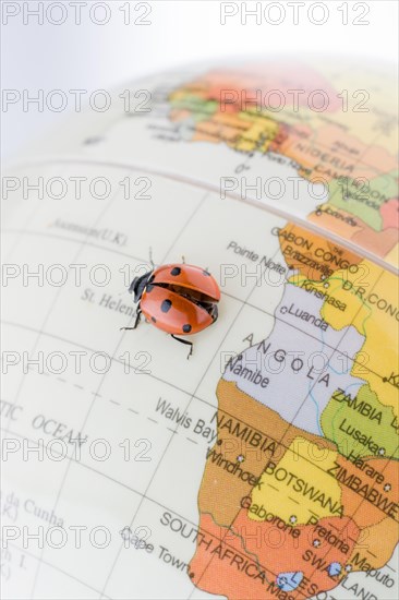 Ladybug walking on a little colorful model globe