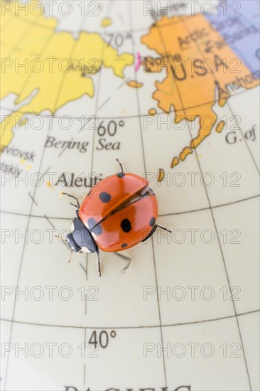 Ladybug walking on a little colorful model globe