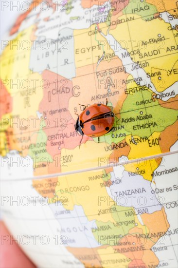 Ladybug walking on a little colorful model globe