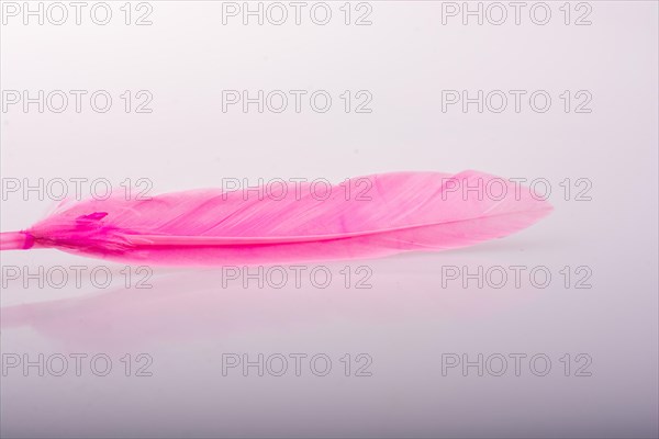 Studio shot photo of colored bird feathers as texture background