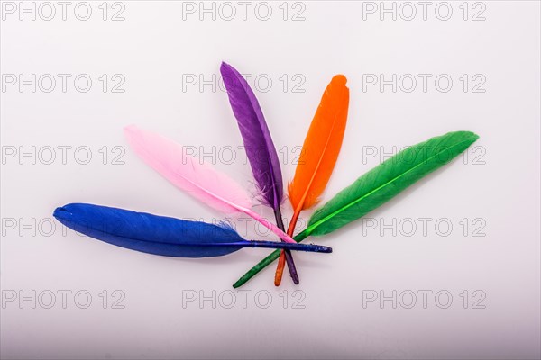 Studio shot photo of colored bird feathers as texture background