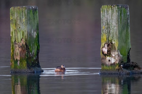 Little Grebe