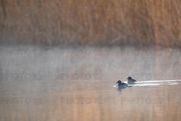 A pair of Little Grebes in the early morning mist
