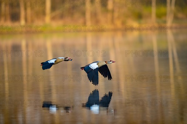 A pair of Egyptian Geese in flight