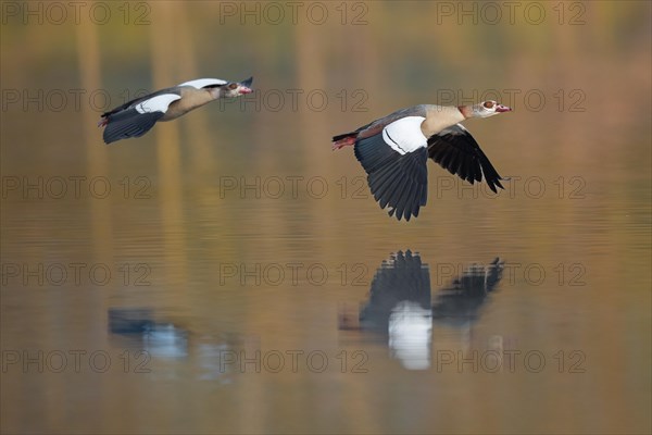 A pair of Egyptian Geese in flight in the Ruhrpott