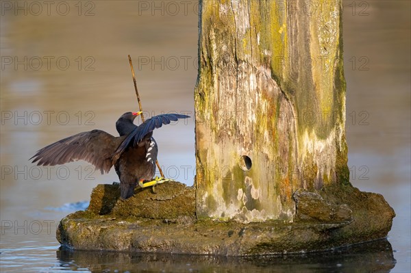 A water rail fights with a twig