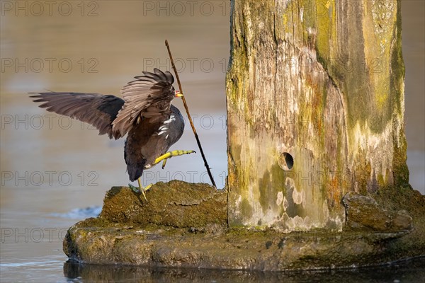 A water rail fights with a twig