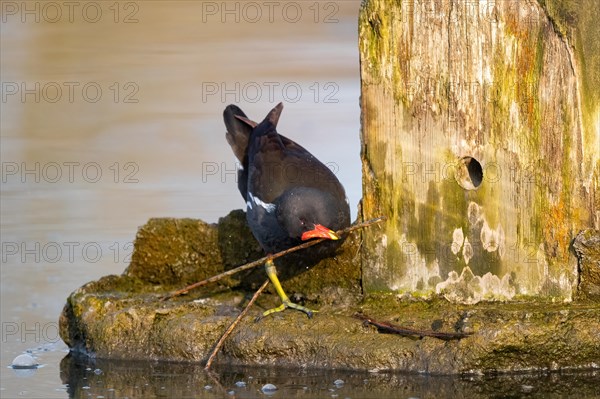 A water rail fights with a twig