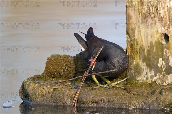 A water rail fights with a twig