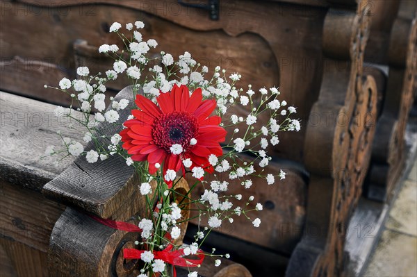 Gerbera