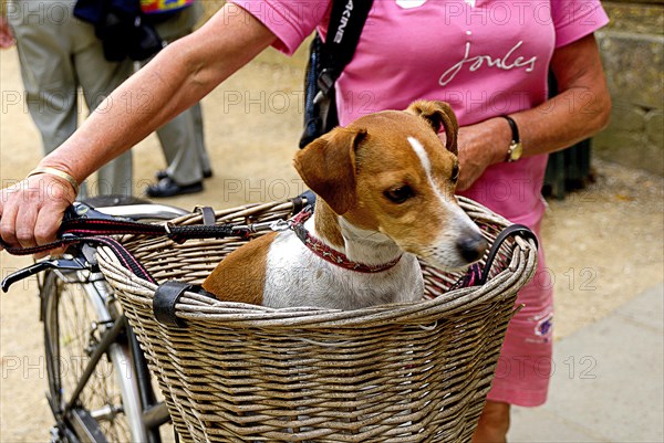 Jack Russell Terrier