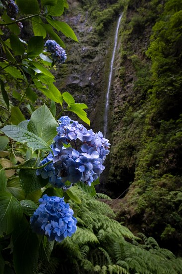 Caldeirão Verde hike in Madeira