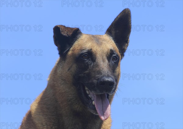 Malinois