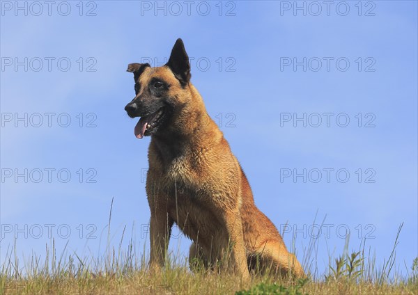 Malinois