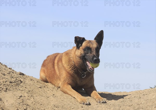 Malinois