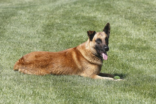 Malinois