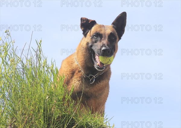 Malinois