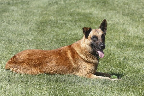 Malinois