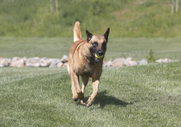 Malinois