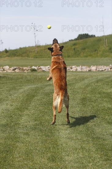 Malinois