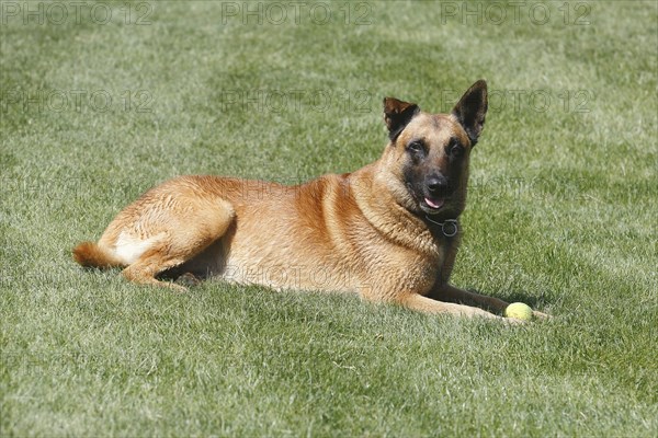 Malinois