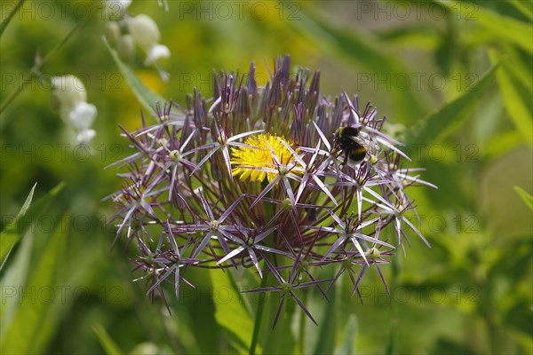 Flower of common dandelion