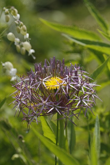 Flower of common dandelion