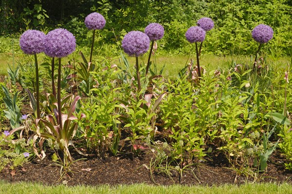 Giant onion