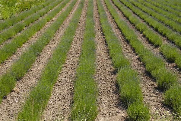 Field with rows of lavender