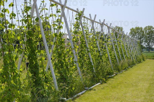 Scaffolding trellis with common hop